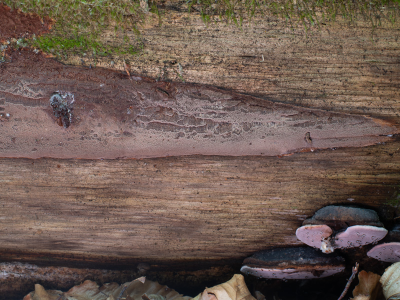 Phellinus ferrugineofuscus